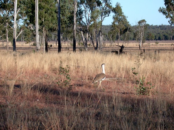 Australian Bustard